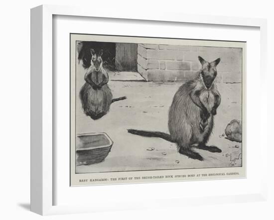 Baby Kangaroo, the First of the Brush-Tailed Rock Species Born at the Zoological Gardens-Cecil Aldin-Framed Giclee Print