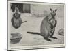 Baby Kangaroo, the First of the Brush-Tailed Rock Species Born at the Zoological Gardens-Cecil Aldin-Mounted Giclee Print