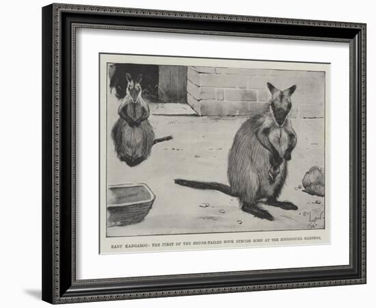 Baby Kangaroo, the First of the Brush-Tailed Rock Species Born at the Zoological Gardens-Cecil Aldin-Framed Giclee Print