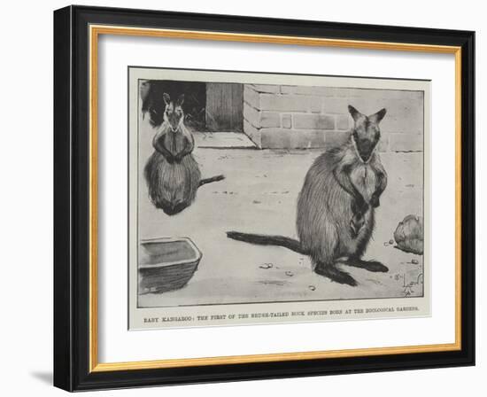 Baby Kangaroo, the First of the Brush-Tailed Rock Species Born at the Zoological Gardens-Cecil Aldin-Framed Giclee Print