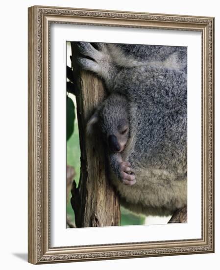 Baby Koala Bear (Phascolarctos Cinereus) in Pouch, Brisbane, Queensland, Australia, Pacific-James Hager-Framed Photographic Print