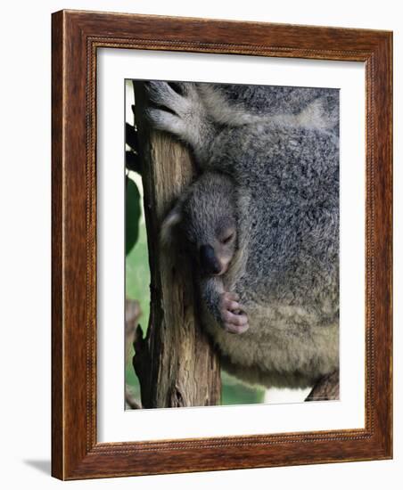 Baby Koala Bear (Phascolarctos Cinereus) in Pouch, Brisbane, Queensland, Australia, Pacific-James Hager-Framed Photographic Print