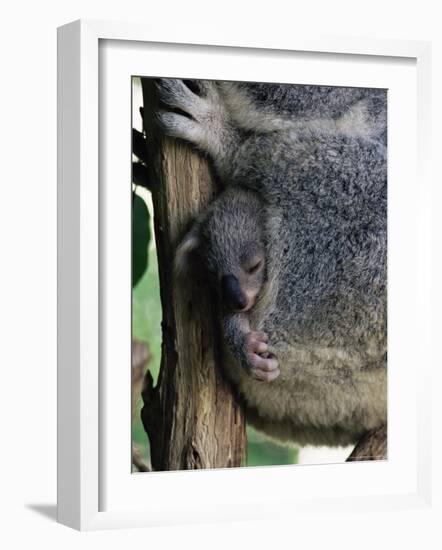 Baby Koala Bear (Phascolarctos Cinereus) in Pouch, Brisbane, Queensland, Australia, Pacific-James Hager-Framed Photographic Print