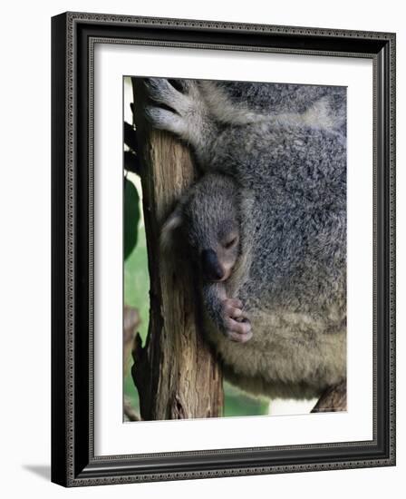 Baby Koala Bear (Phascolarctos Cinereus) in Pouch, Brisbane, Queensland, Australia, Pacific-James Hager-Framed Photographic Print