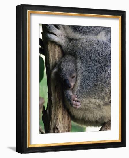 Baby Koala Bear (Phascolarctos Cinereus) in Pouch, Brisbane, Queensland, Australia, Pacific-James Hager-Framed Photographic Print