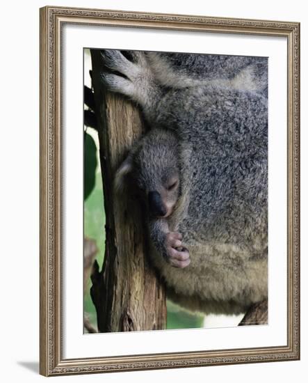 Baby Koala Bear (Phascolarctos Cinereus) in Pouch, Brisbane, Queensland, Australia, Pacific-James Hager-Framed Photographic Print