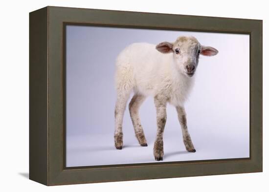 Baby Lamb-DLILLC-Framed Premier Image Canvas