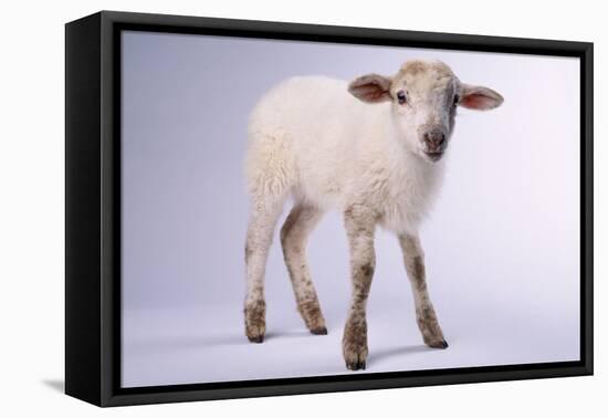 Baby Lamb-DLILLC-Framed Premier Image Canvas