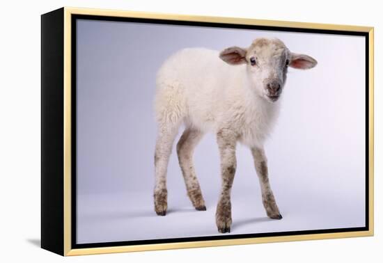 Baby Lamb-DLILLC-Framed Premier Image Canvas