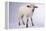 Baby Lamb-DLILLC-Framed Premier Image Canvas