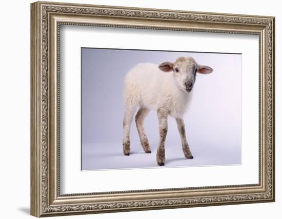 Baby Lamb-DLILLC-Framed Photographic Print