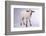 Baby Lamb-DLILLC-Framed Photographic Print