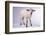 Baby Lamb-DLILLC-Framed Photographic Print