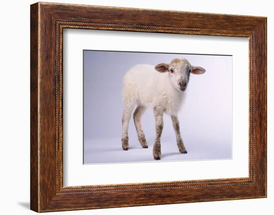 Baby Lamb-DLILLC-Framed Photographic Print