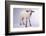 Baby Lamb-DLILLC-Framed Photographic Print