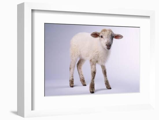 Baby Lamb-DLILLC-Framed Photographic Print