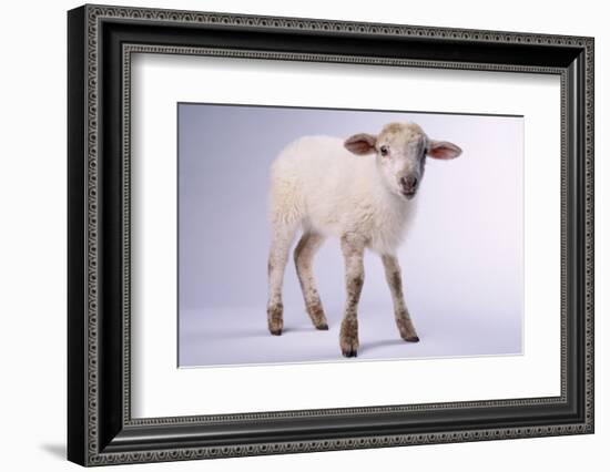 Baby Lamb-DLILLC-Framed Photographic Print