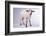 Baby Lamb-DLILLC-Framed Photographic Print