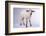 Baby Lamb-DLILLC-Framed Photographic Print