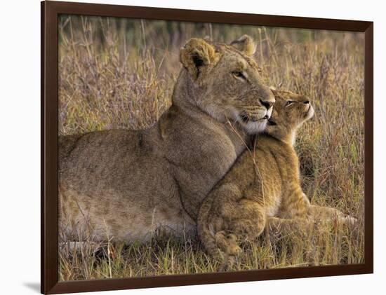 Baby Lion With Mother-Henry Jager-Framed Giclee Print