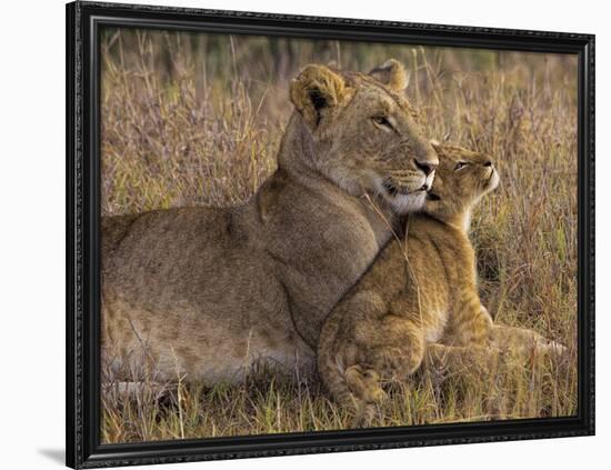 Baby Lion With Mother-Henry Jager-Framed Giclee Print