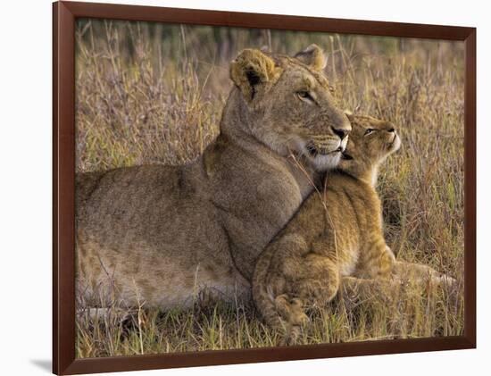 Baby Lion With Mother-Henry Jager-Framed Giclee Print