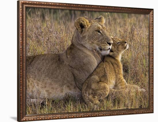 Baby Lion With Mother-Henry Jager-Framed Giclee Print