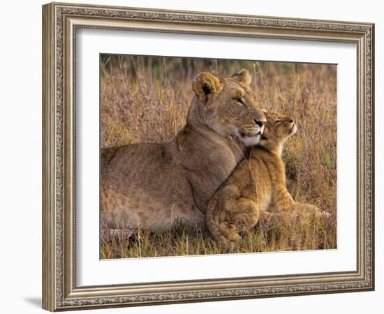 Baby Lion with Mother-Henry Jager-Framed Photographic Print