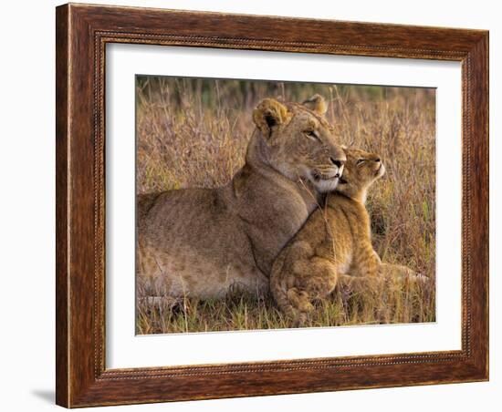 Baby Lion with Mother-Henry Jager-Framed Photographic Print