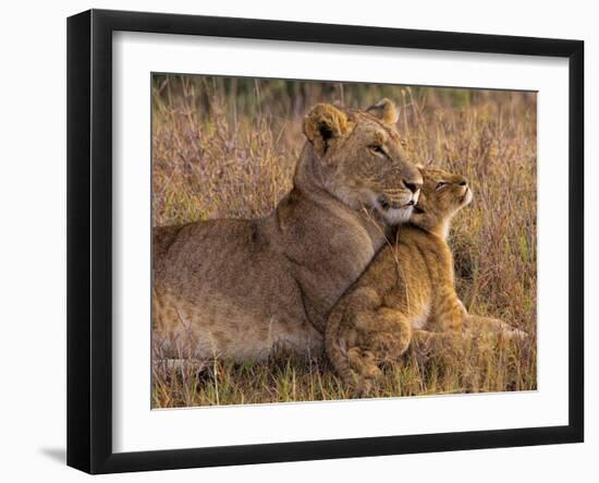 Baby Lion with Mother-Henry Jager-Framed Photographic Print