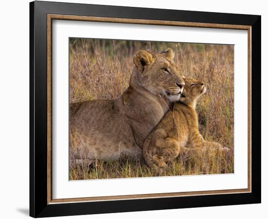 Baby Lion with Mother-Henry Jager-Framed Photographic Print