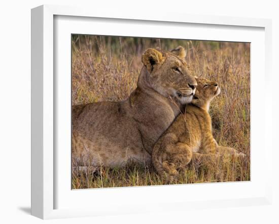 Baby Lion with Mother-Henry Jager-Framed Photographic Print