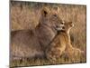 Baby Lion with Mother-Henry Jager-Mounted Photographic Print