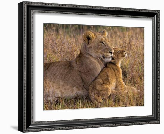 Baby Lion with Mother-Henry Jager-Framed Photographic Print