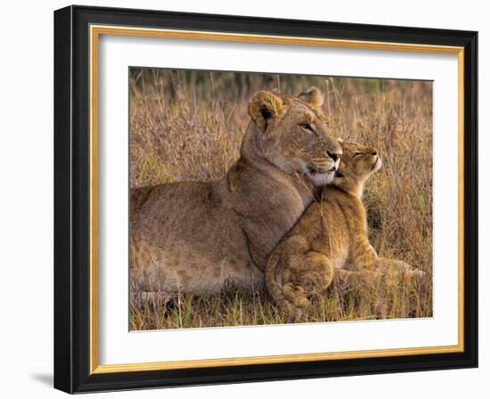 Baby Lion with Mother-Henry Jager-Framed Photographic Print