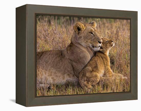 Baby Lion with Mother-Henry Jager-Framed Premier Image Canvas