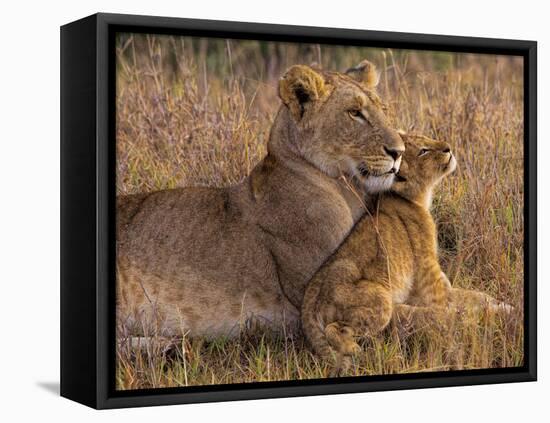 Baby Lion with Mother-Henry Jager-Framed Premier Image Canvas