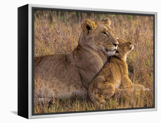 Baby Lion with Mother-Henry Jager-Framed Premier Image Canvas