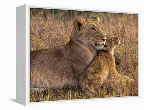 Baby Lion with Mother-Henry Jager-Framed Premier Image Canvas