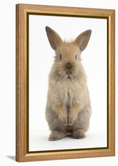 Baby Lionhead Cross Lop Rabbit, Standing-Mark Taylor-Framed Premier Image Canvas