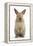 Baby Lionhead Cross Lop Rabbit, Standing-Mark Taylor-Framed Premier Image Canvas