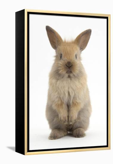 Baby Lionhead Cross Lop Rabbit, Standing-Mark Taylor-Framed Premier Image Canvas