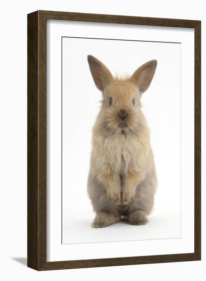 Baby Lionhead Cross Lop Rabbit, Standing-Mark Taylor-Framed Photographic Print