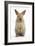 Baby Lionhead Cross Lop Rabbit, Standing-Mark Taylor-Framed Photographic Print