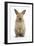 Baby Lionhead Cross Lop Rabbit, Standing-Mark Taylor-Framed Photographic Print