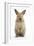 Baby Lionhead Cross Lop Rabbit, Standing-Mark Taylor-Framed Photographic Print