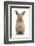 Baby Lionhead Cross Lop Rabbit, Standing-Mark Taylor-Framed Photographic Print