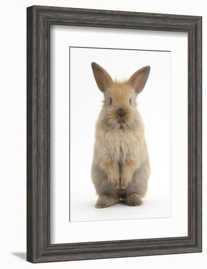 Baby Lionhead Cross Lop Rabbit, Standing-Mark Taylor-Framed Photographic Print