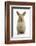 Baby Lionhead Cross Lop Rabbit, Standing-Mark Taylor-Framed Photographic Print