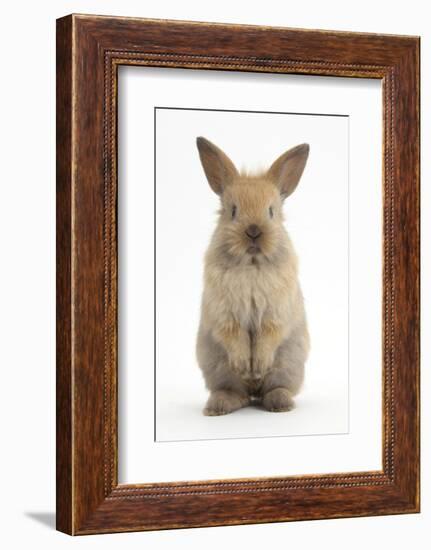 Baby Lionhead Cross Lop Rabbit, Standing-Mark Taylor-Framed Photographic Print